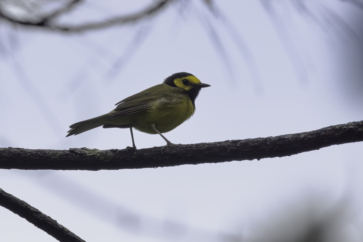 Hooded Warbler - ML565028761