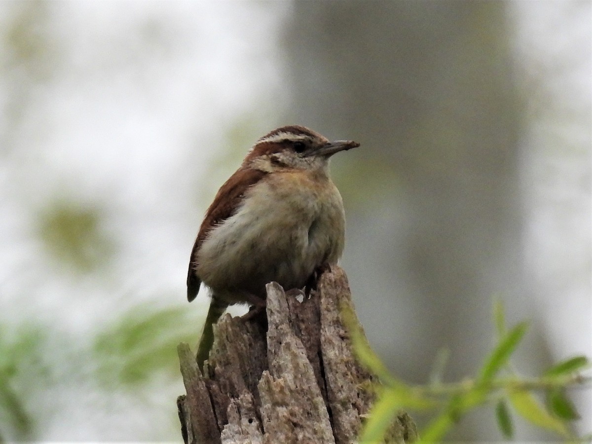 Carolina Wren - ML565029151