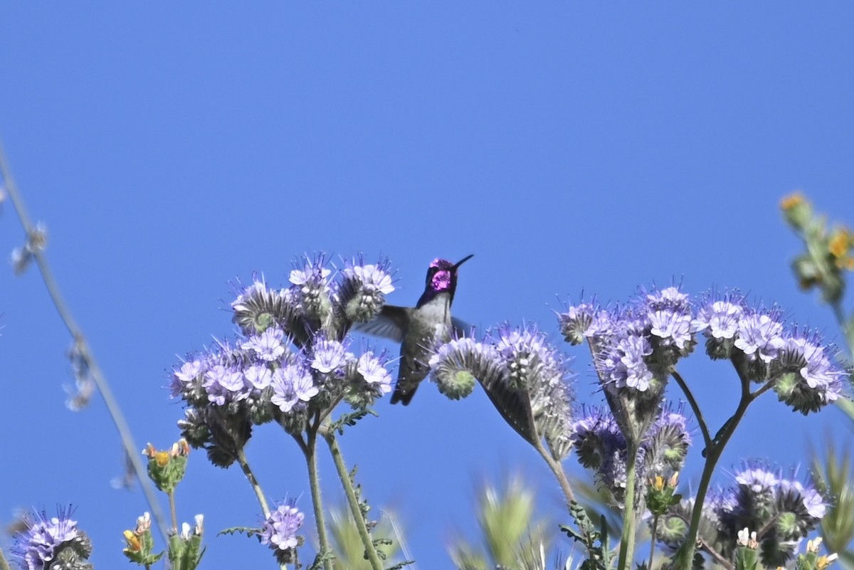 ørkenkolibri - ML565029301