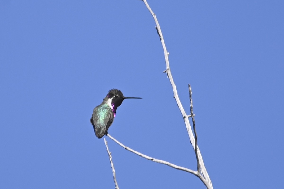 ørkenkolibri - ML565029311