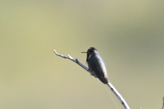 ørkenkolibri - ML565029321