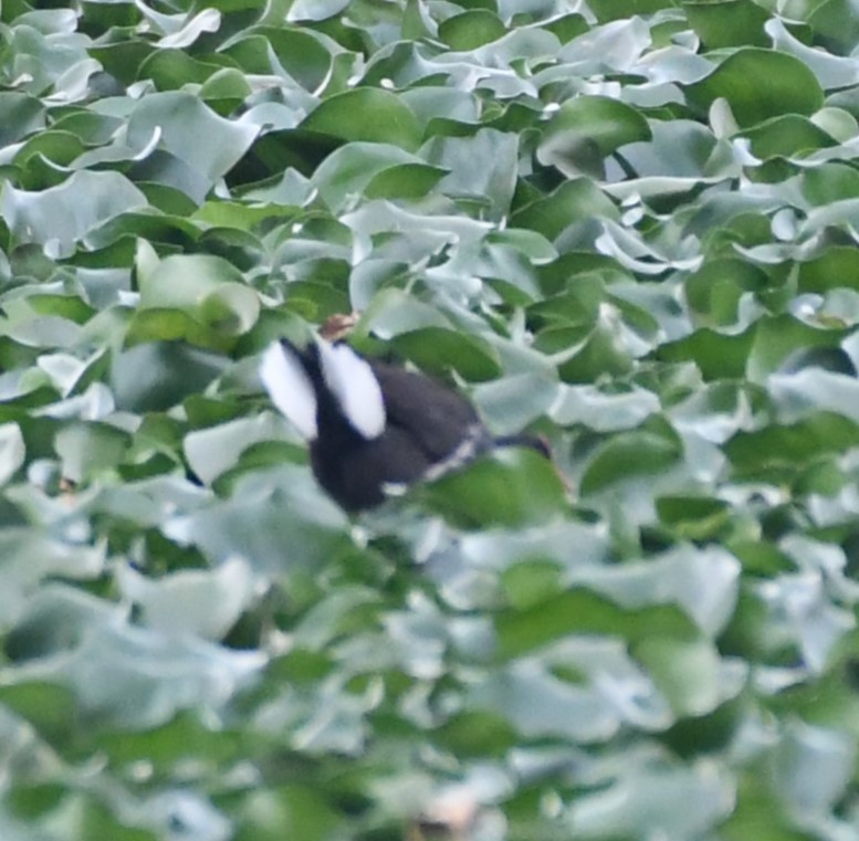 Eurasian Moorhen - ML565029491