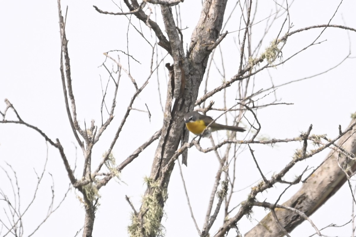 Yellow-breasted Chat - ML565029801