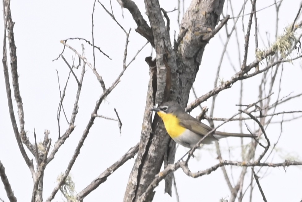 Yellow-breasted Chat - ML565029811