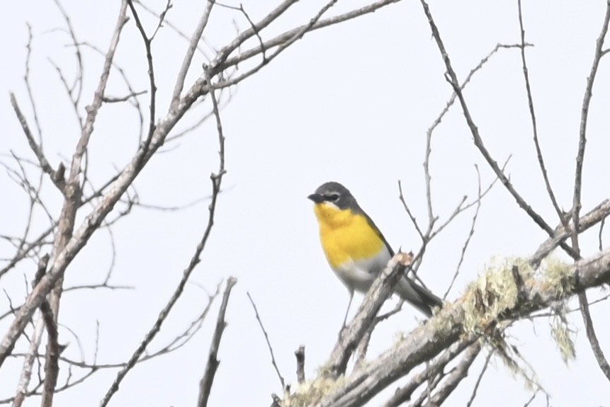 Yellow-breasted Chat - ML565029821