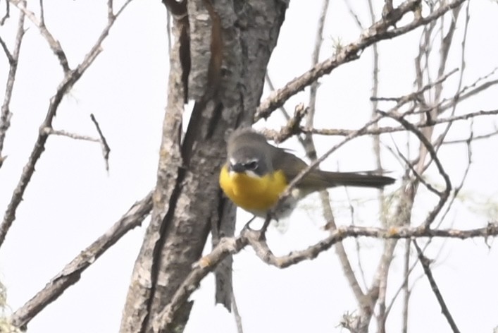 Yellow-breasted Chat - Alex Castelein