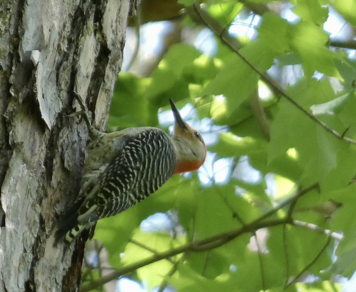 Red-bellied Woodpecker - ML565029841