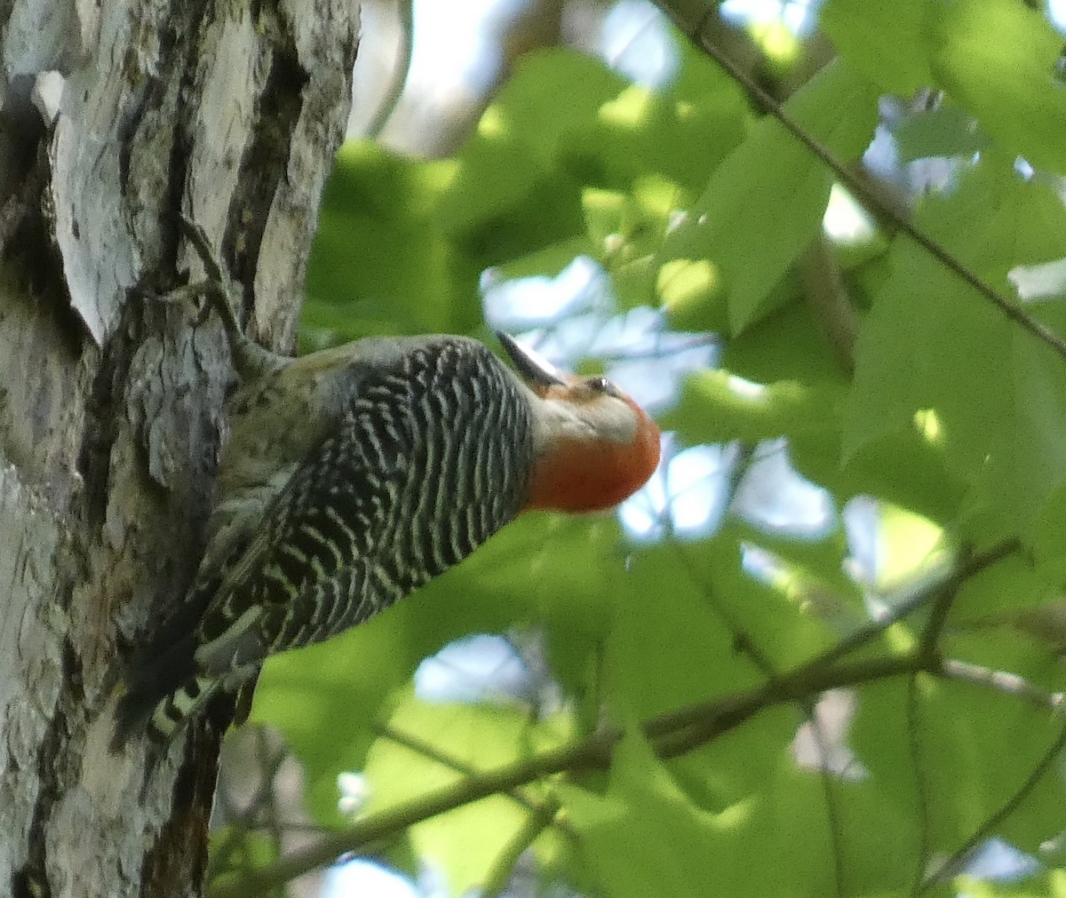 Red-bellied Woodpecker - ML565029851