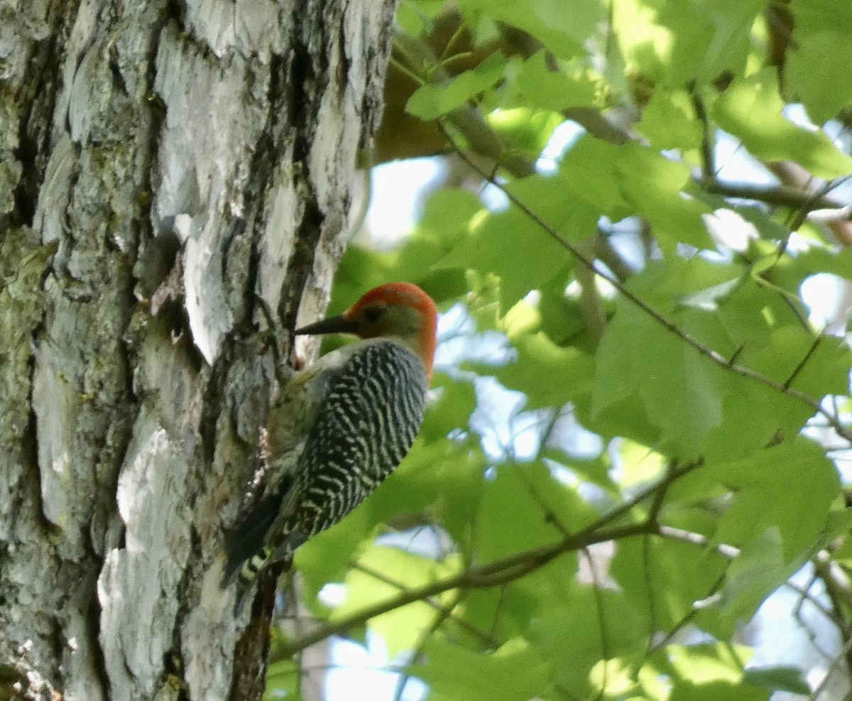 Red-bellied Woodpecker - ML565029861