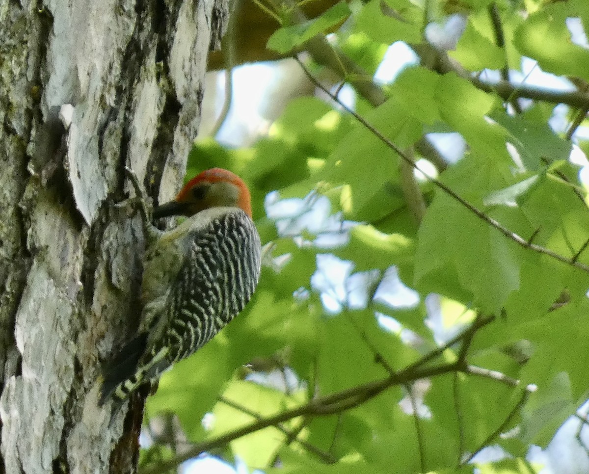 Red-bellied Woodpecker - ML565029871