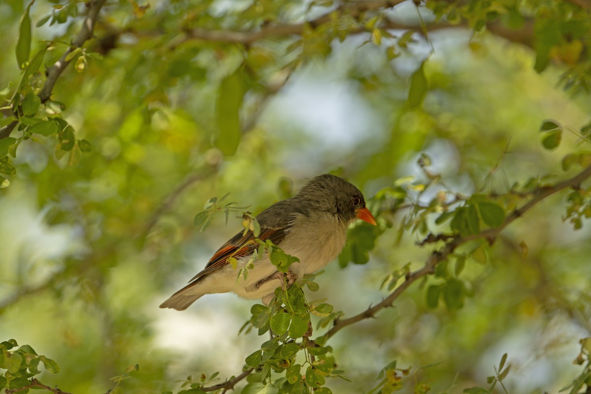 Red-headed Weaver (Northern) - ML565032521
