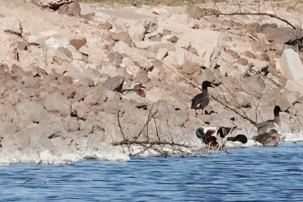 Garganey - ML565032651