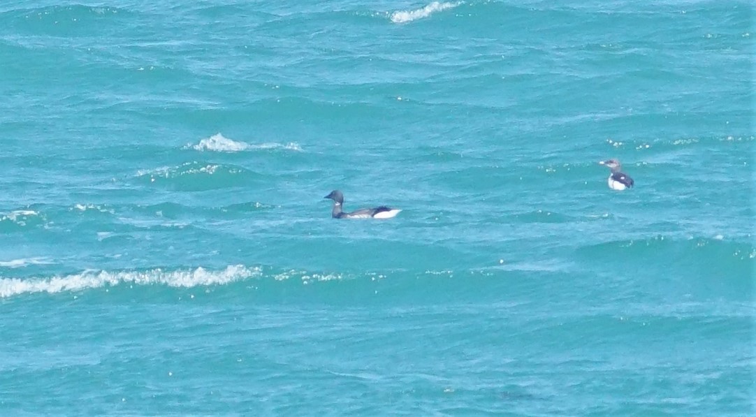 Common Murre - ML565032721