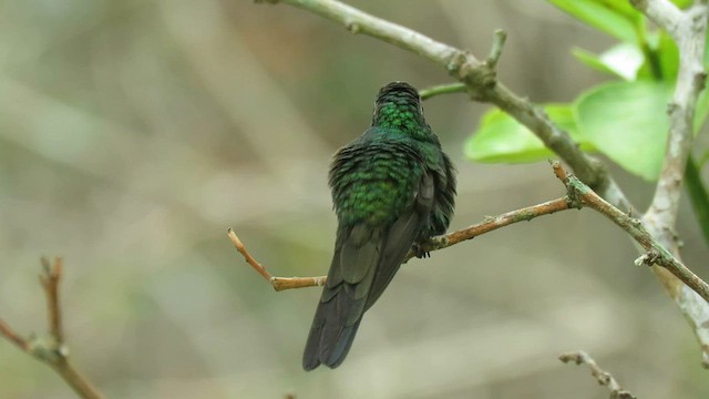 Cuban Emerald - ML565032801