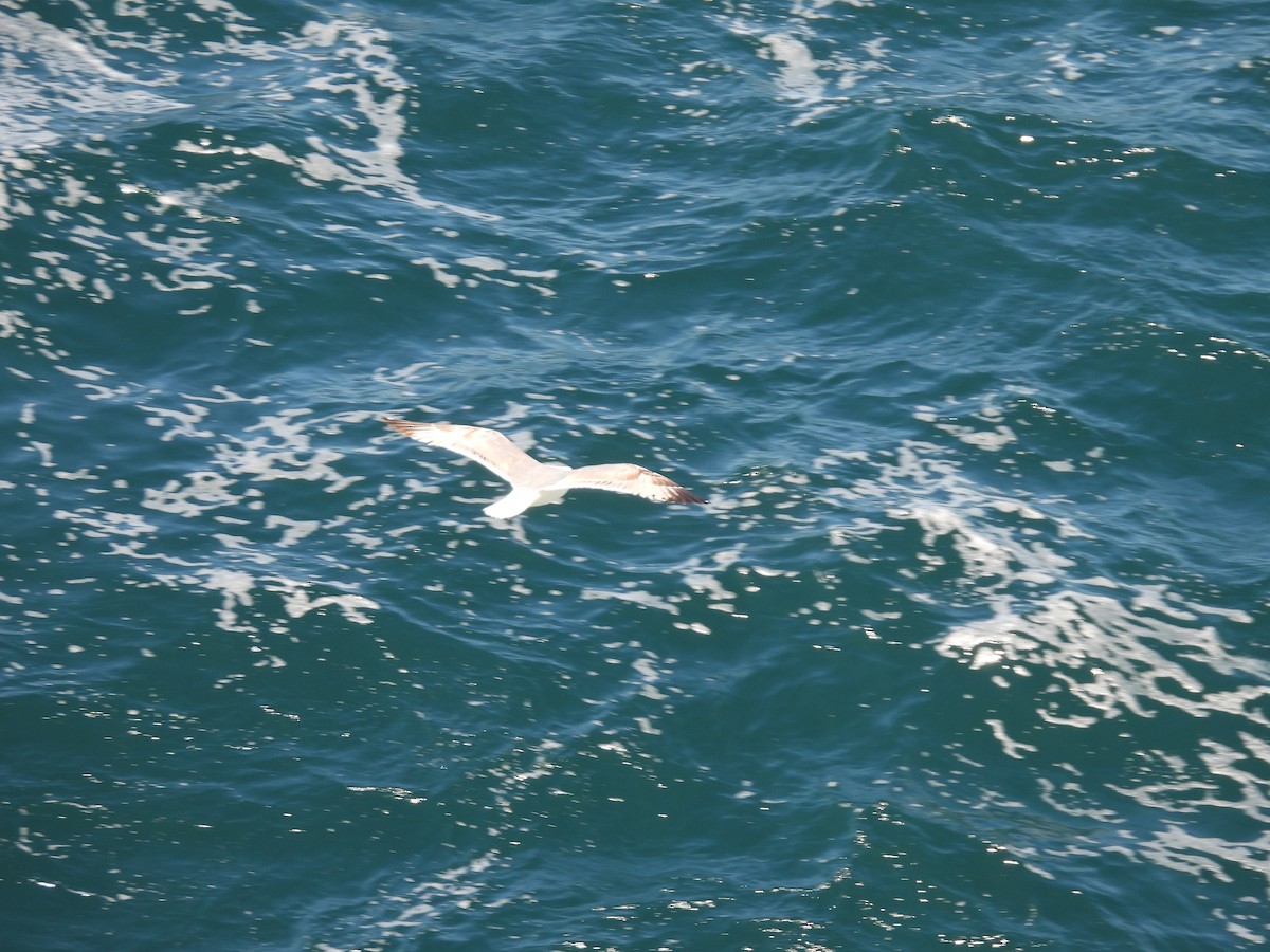 Yellow-legged Gull - ML565032911