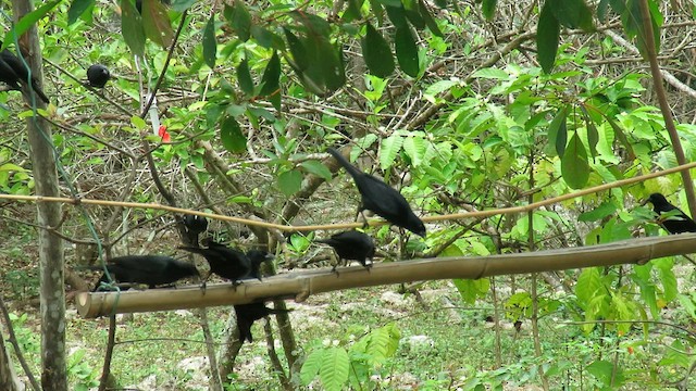 Petit Carouge - ML565033421