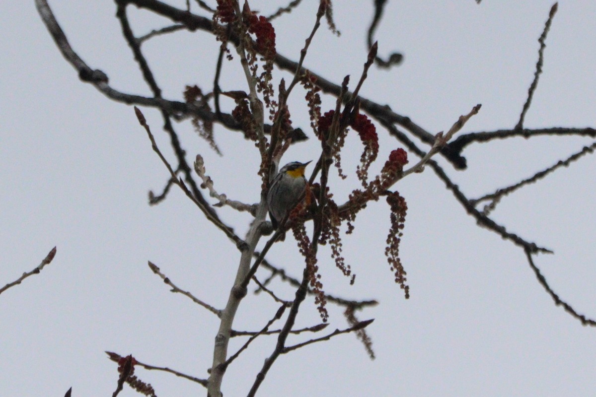 Yellow-throated Warbler - ML565033531
