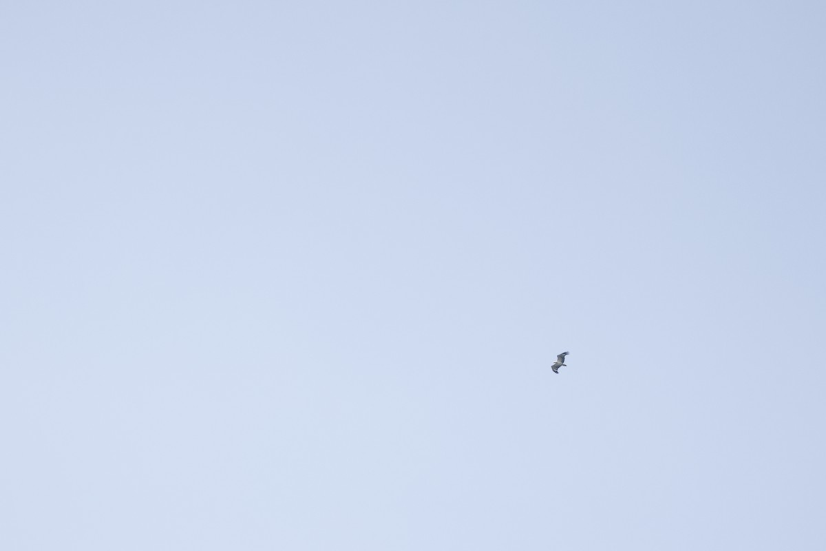 White-bellied Sea-Eagle - Mario Garcia