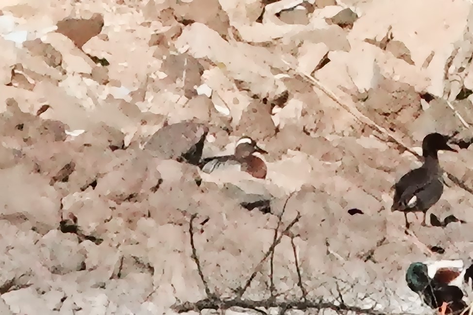 Garganey - ML565035551