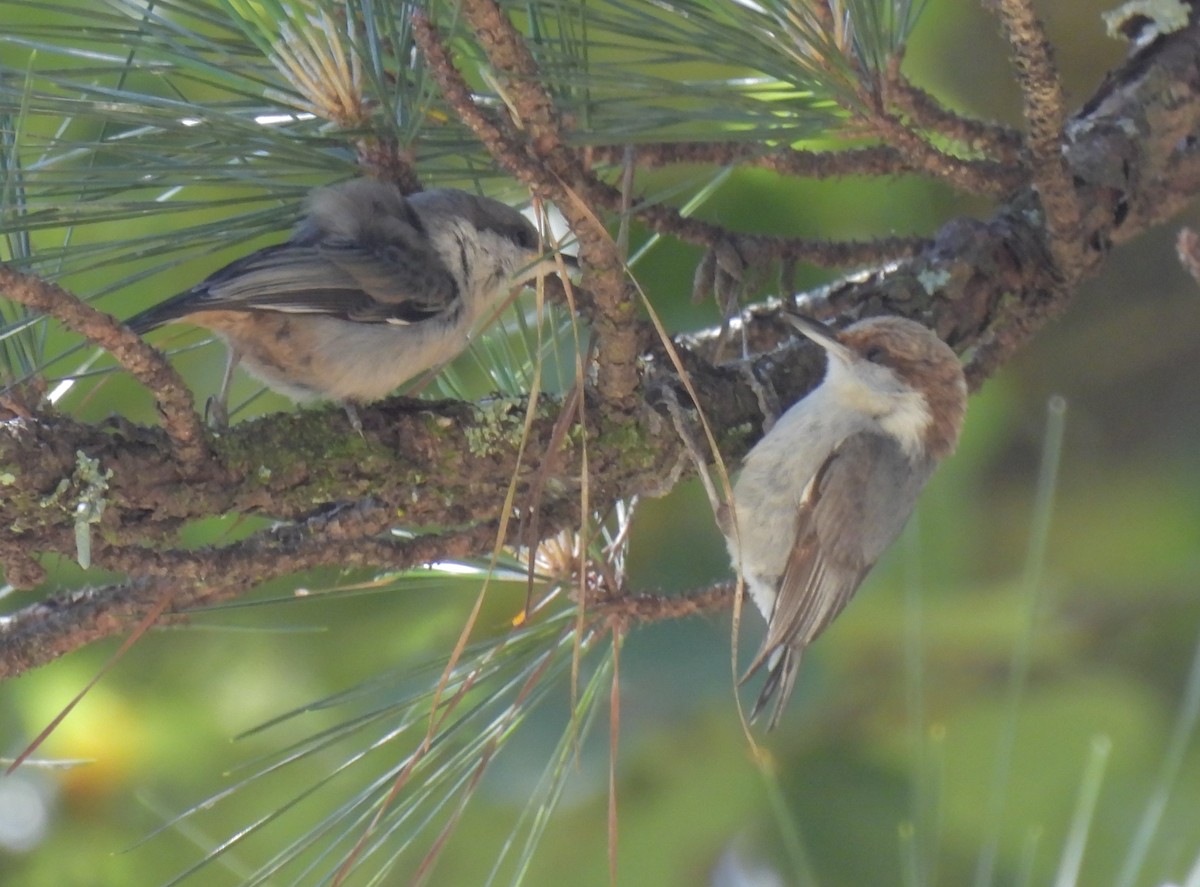 Brown-headed Nuthatch - Daniel Lane