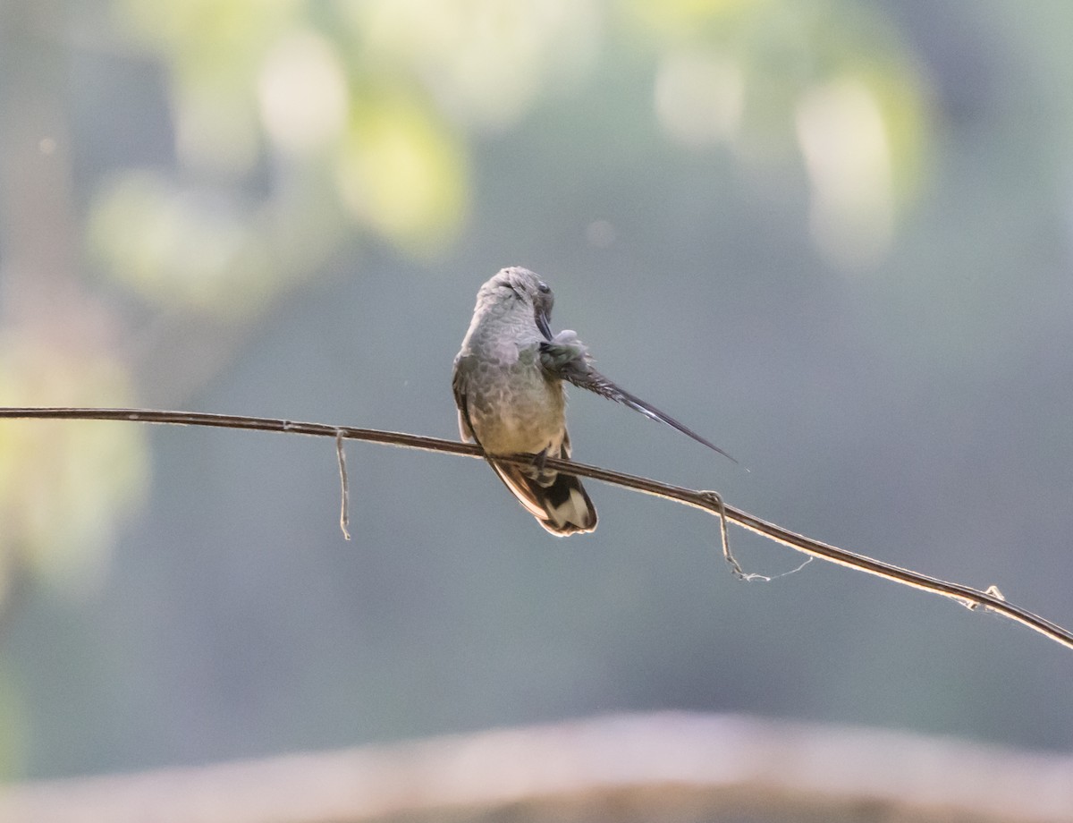 Scaly-breasted Hummingbird - ML565036291