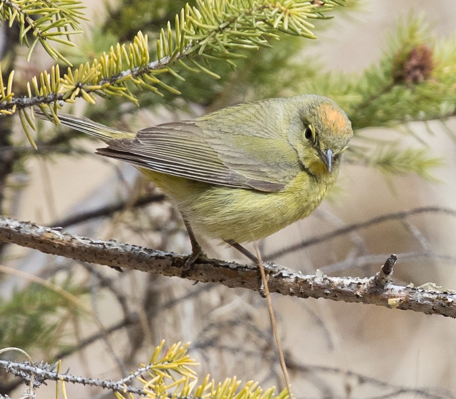 Orange-crowned Warbler - Caroline Lambert