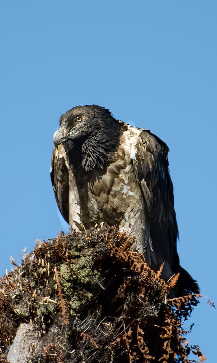 Bearded Vulture - ML565038561