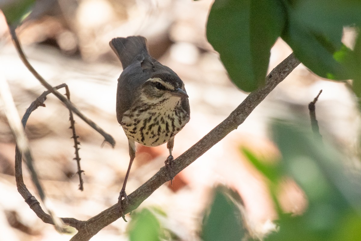 Northern Waterthrush - ML565038851