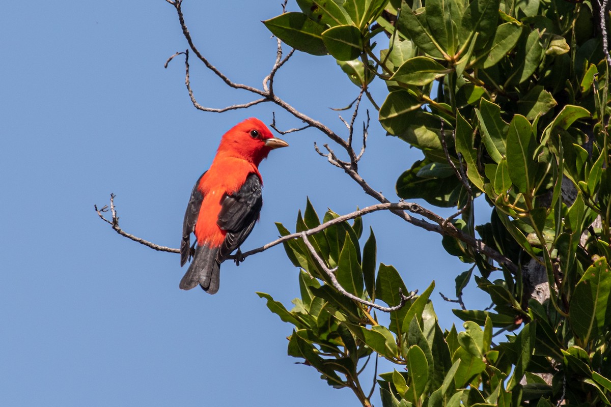 Scarlet Tanager - ML565038981