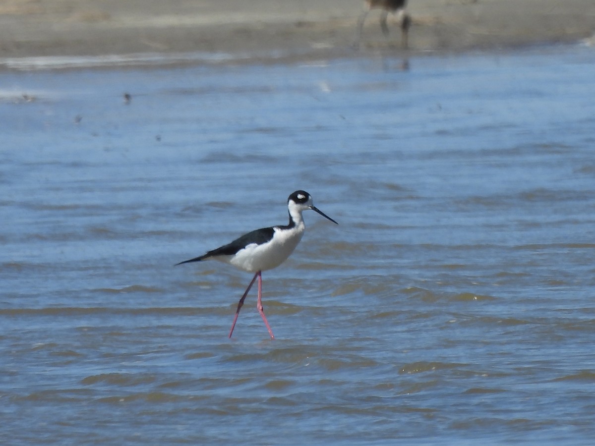 Black-necked Stilt - ML565039031