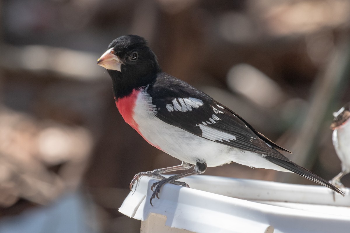 Rose-breasted Grosbeak - ML565039221