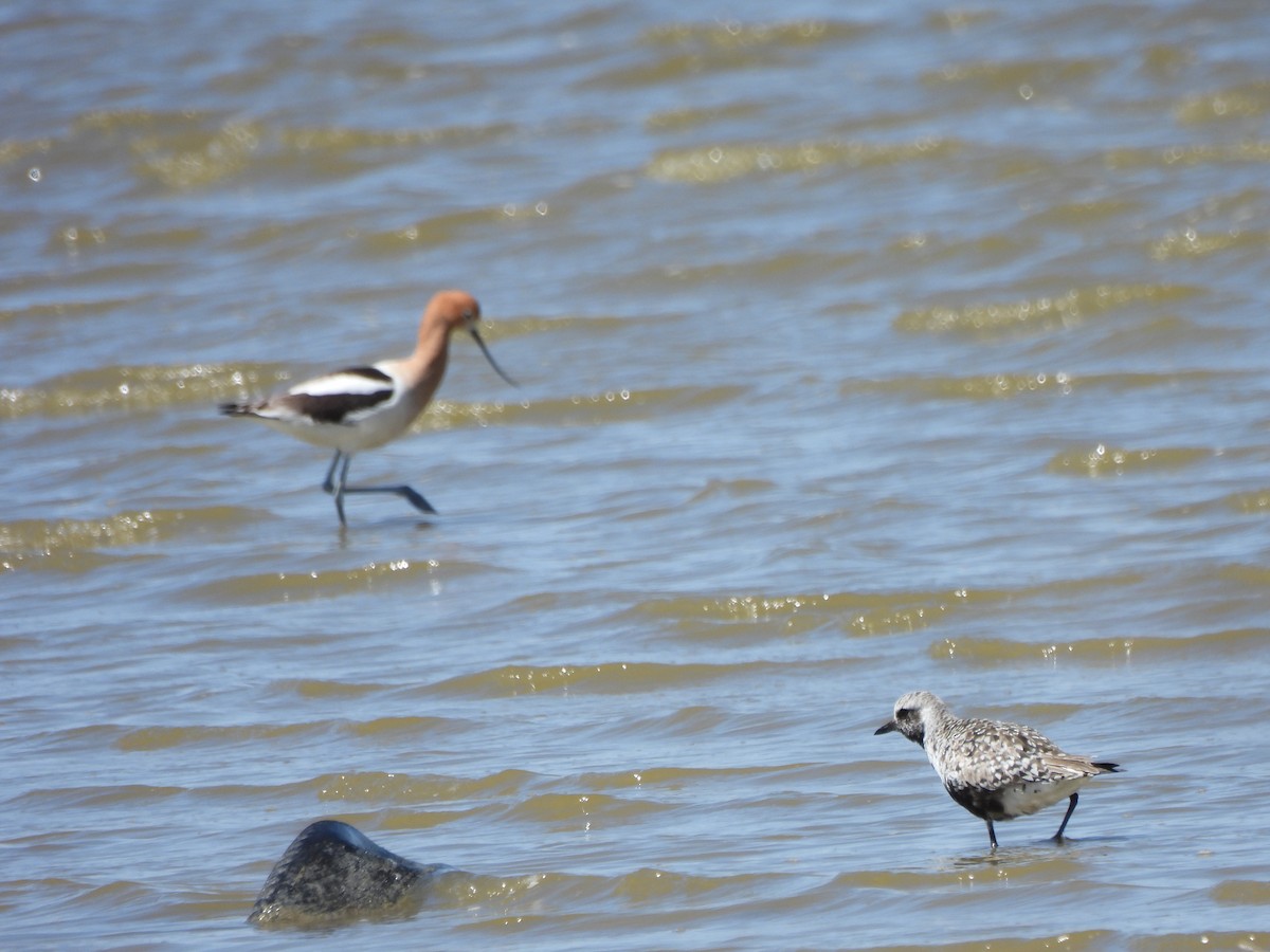 Avocette d'Amérique - ML565039301