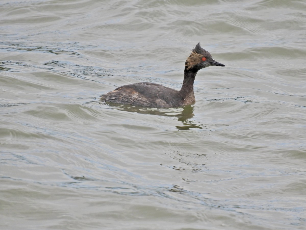 Eared Grebe - ML565039371