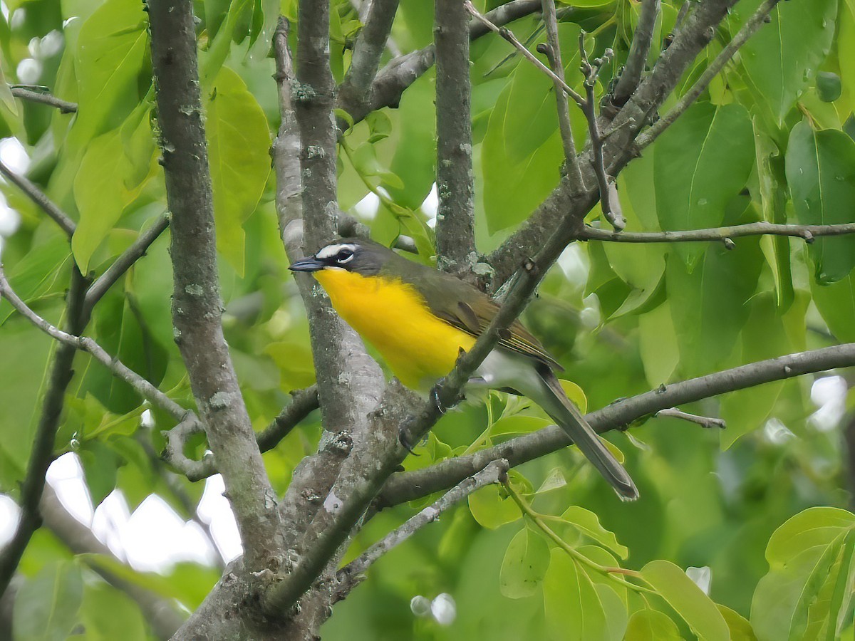 Yellow-breasted Chat - ML565040381