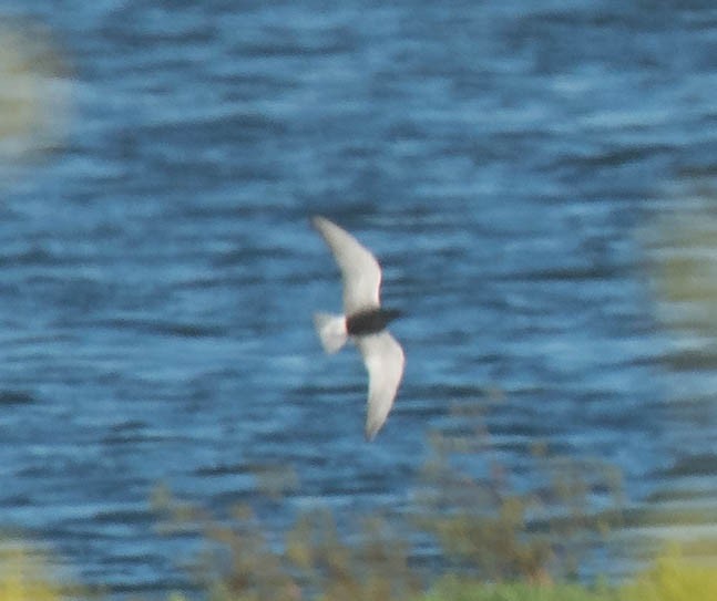 Black Tern - Vicki Robinson