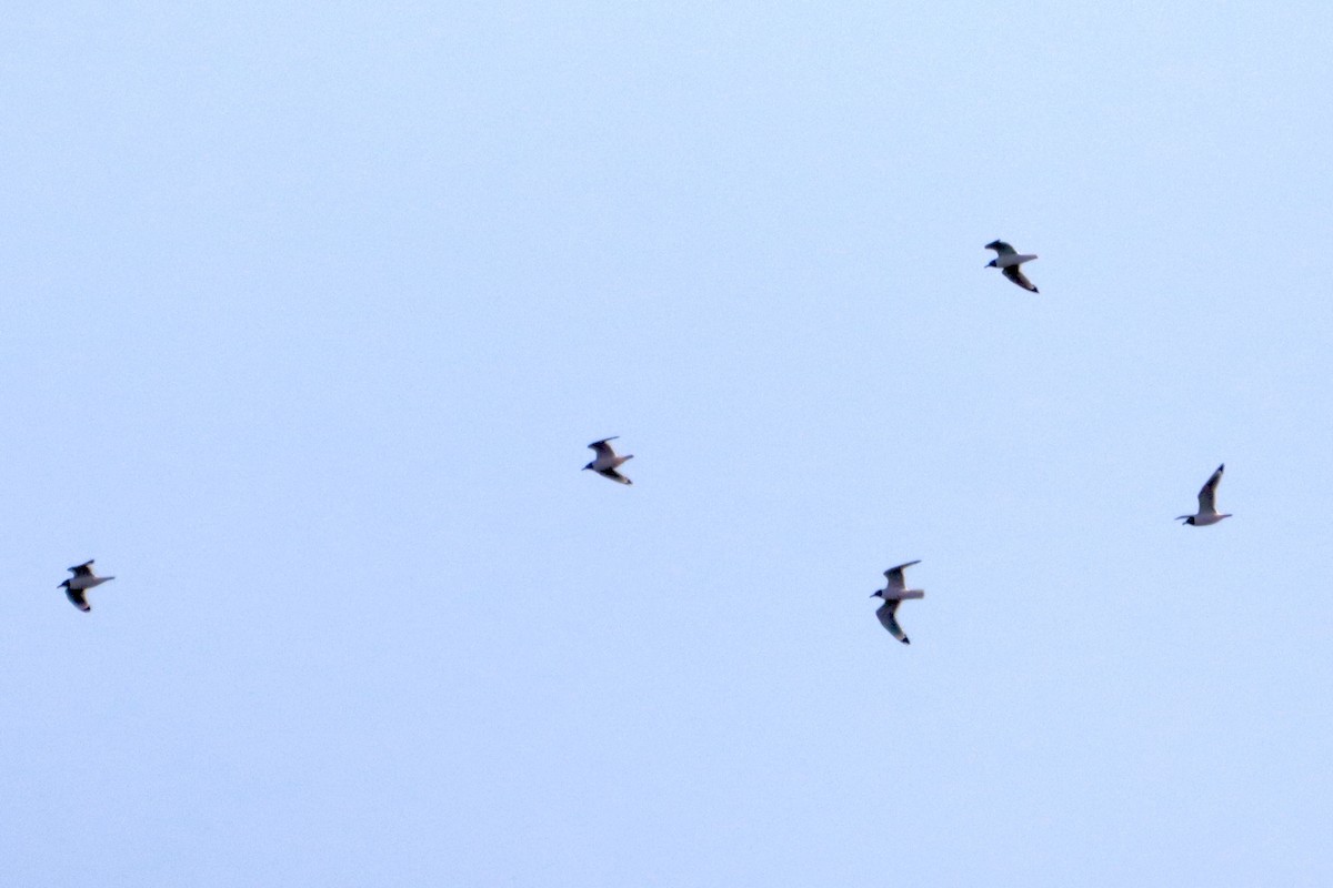 Franklin's Gull - ML565042121