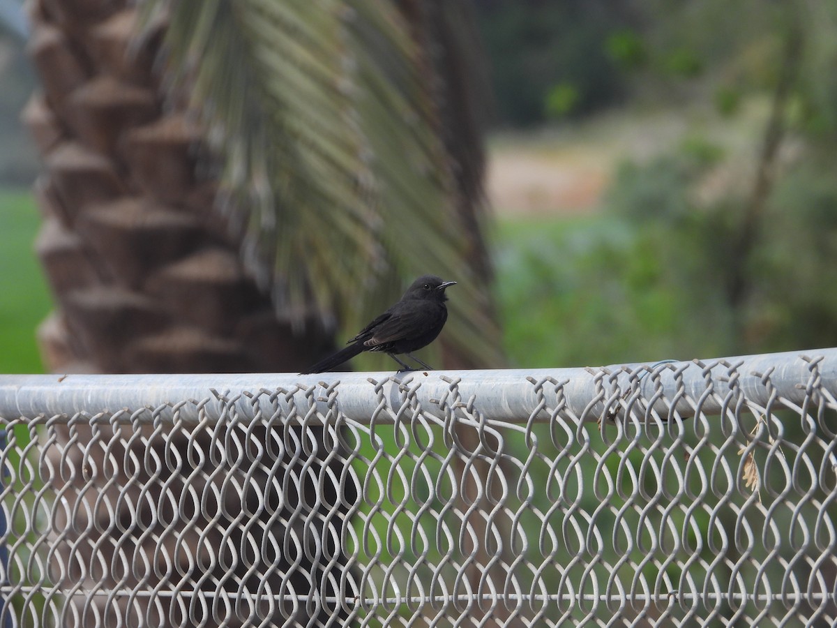 Black Scrub-Robin - Daria Vashunina