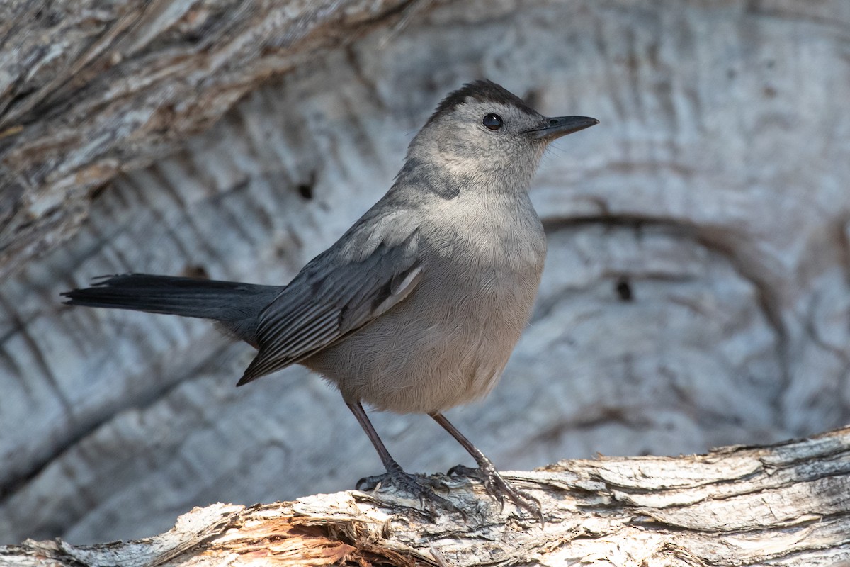 Gray Catbird - ML565042771