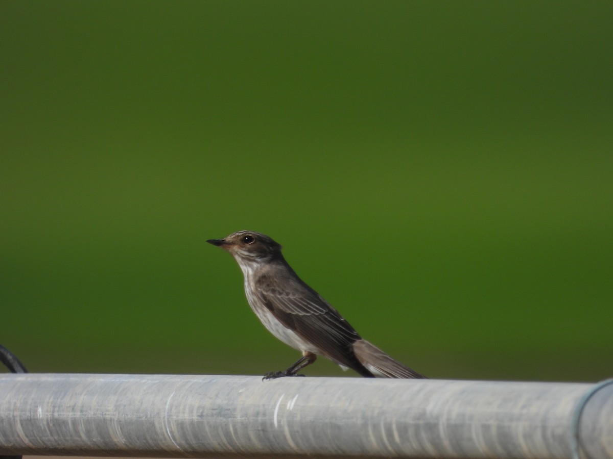 Spotted Flycatcher - ML565042841