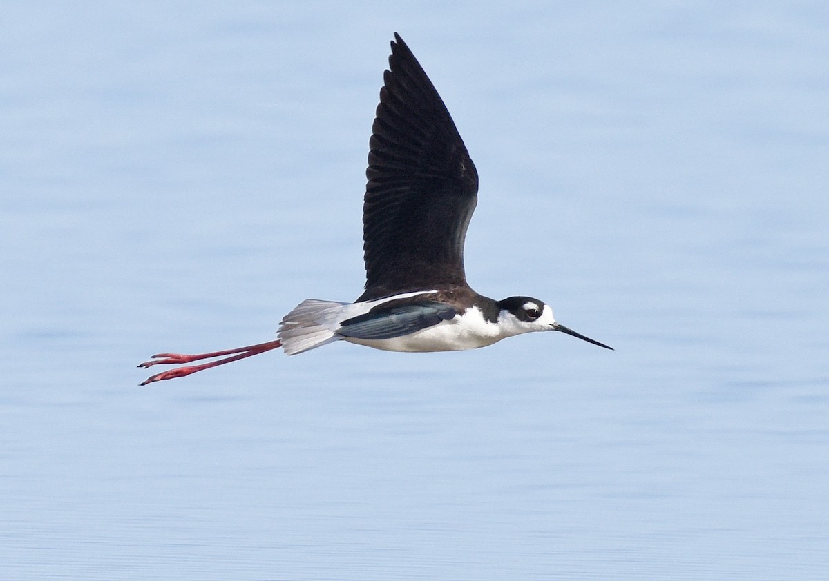 Black-necked Stilt - ML565042851