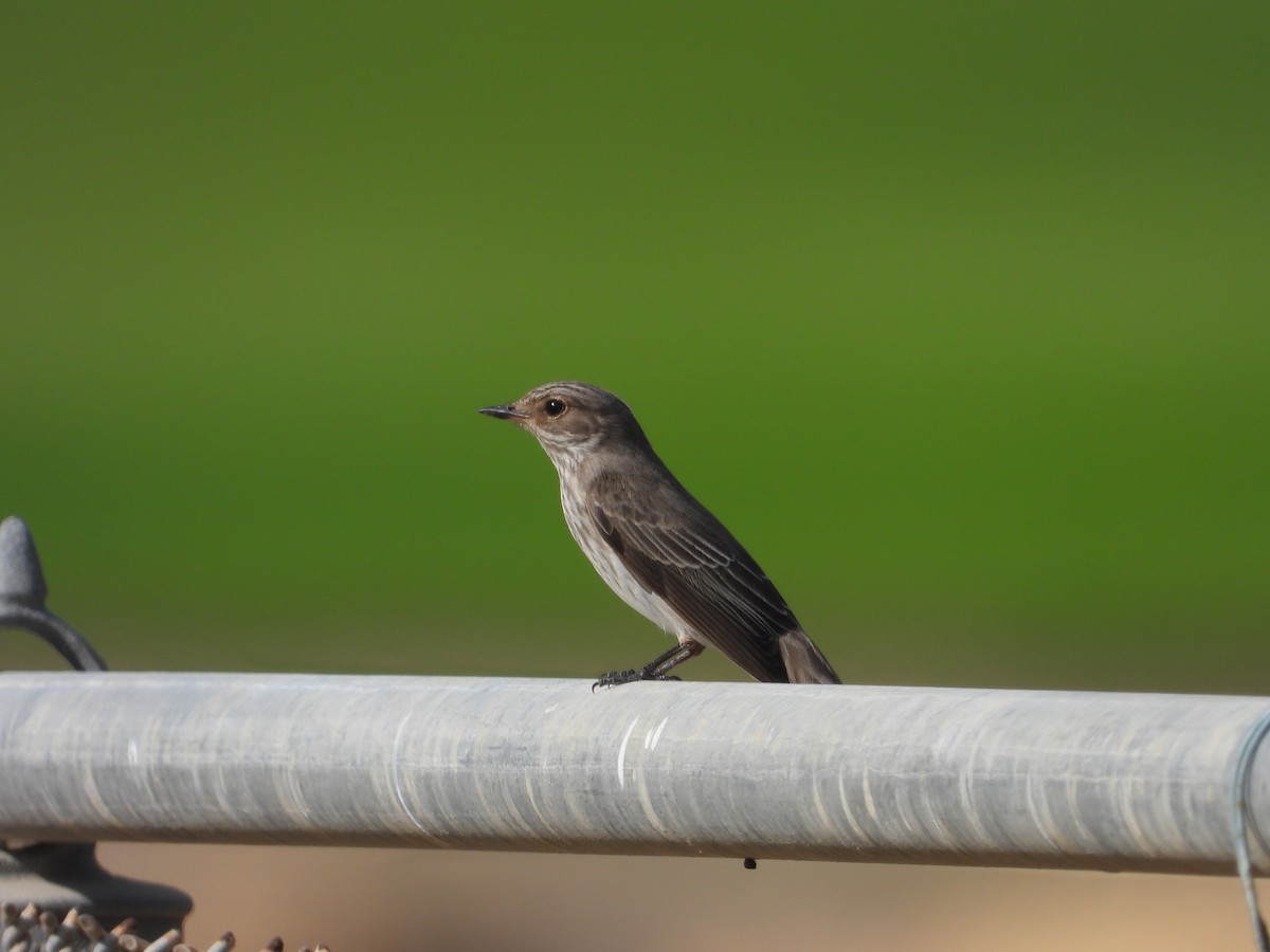 Spotted Flycatcher - ML565042941