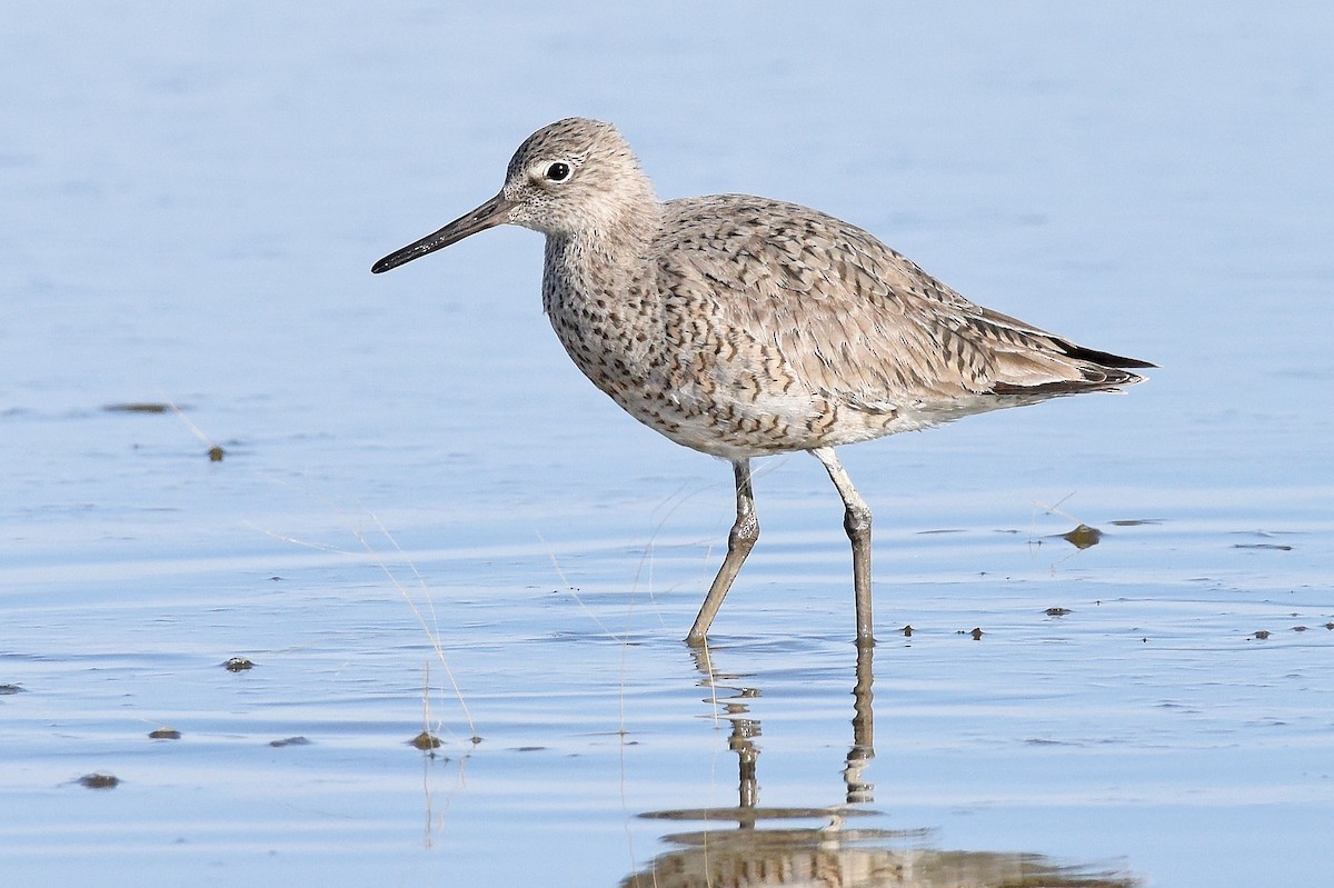 Willet - ML565043131