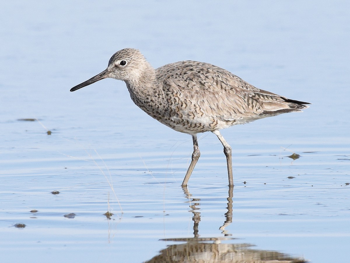 Willet - ML565043151