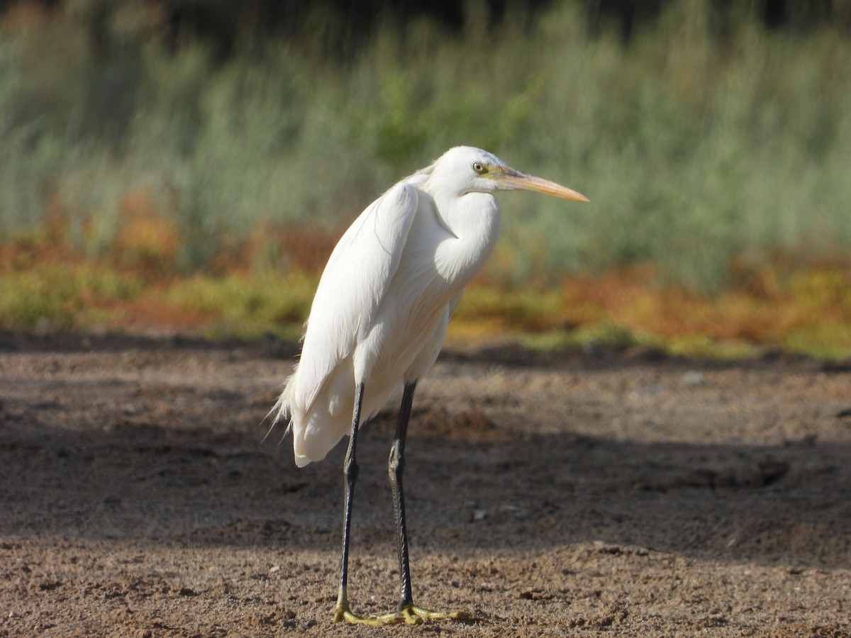 Western Reef-Heron - ML565043371