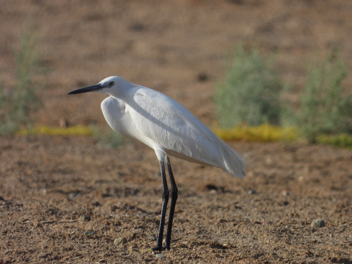 Little Egret - ML565043401