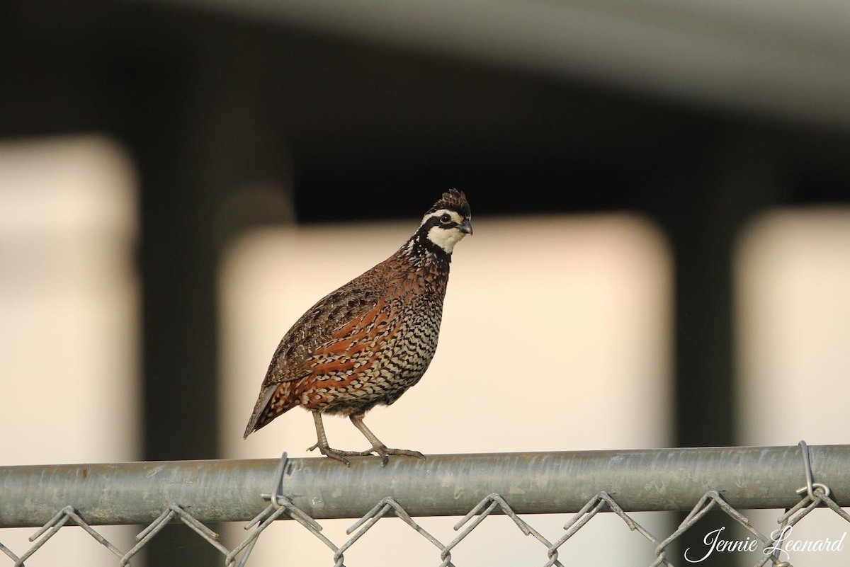 Northern Bobwhite - ML565043841