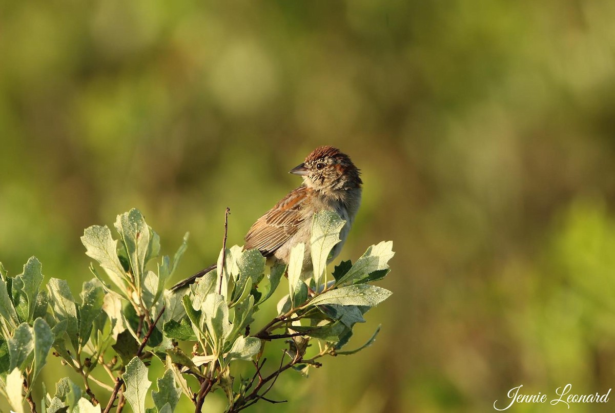 Bachman's Sparrow - ML565044821