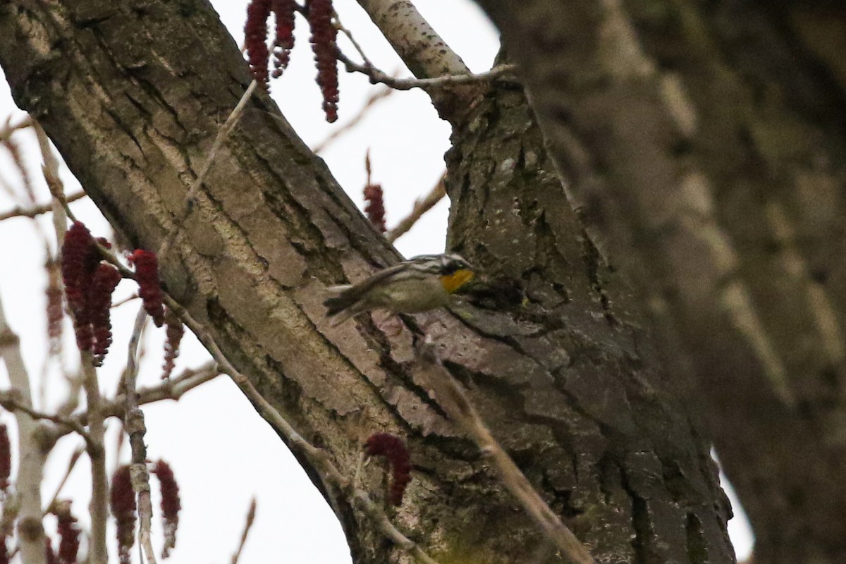 Yellow-throated Warbler - ML565044891