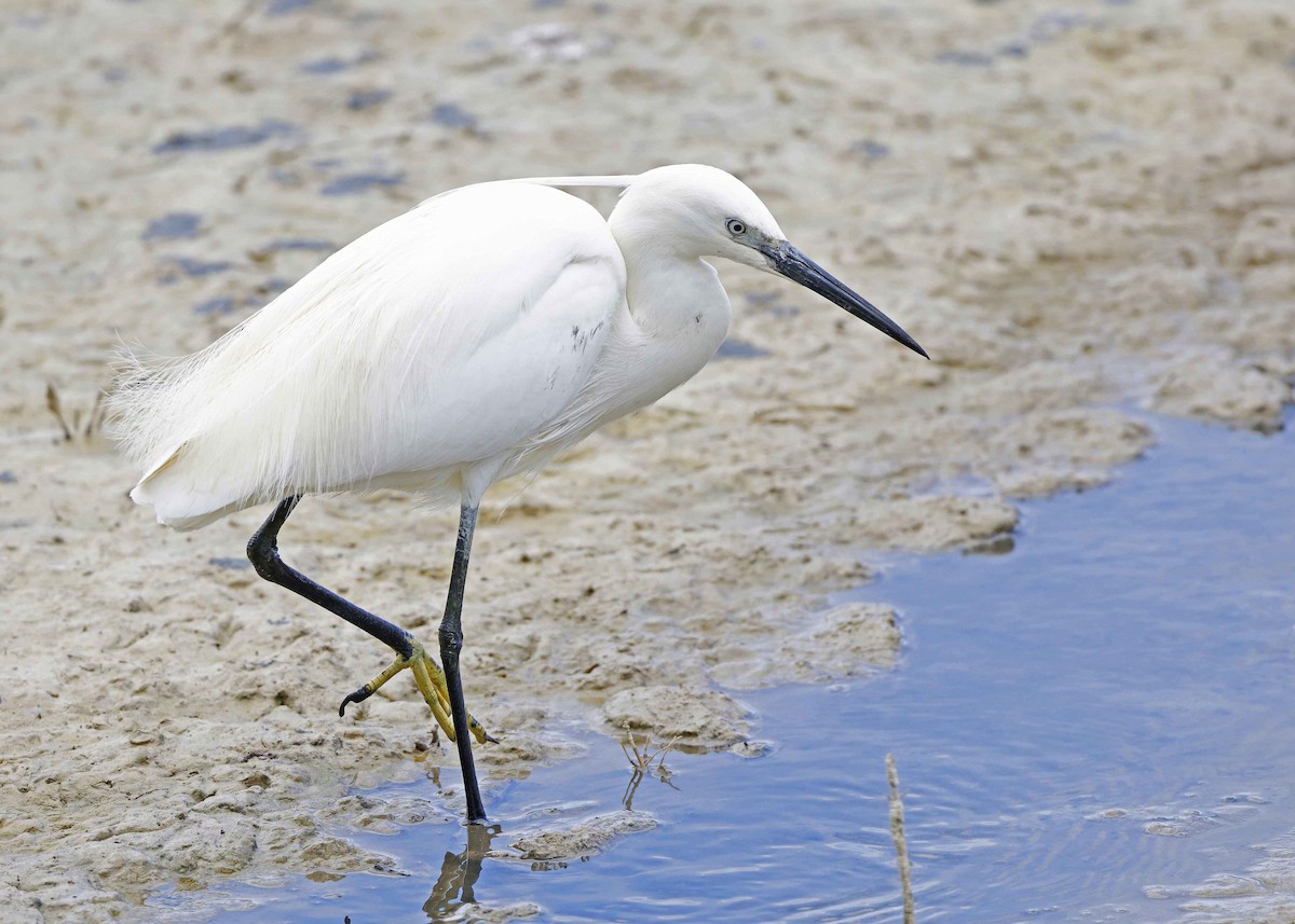 Little Egret - Ken Pride