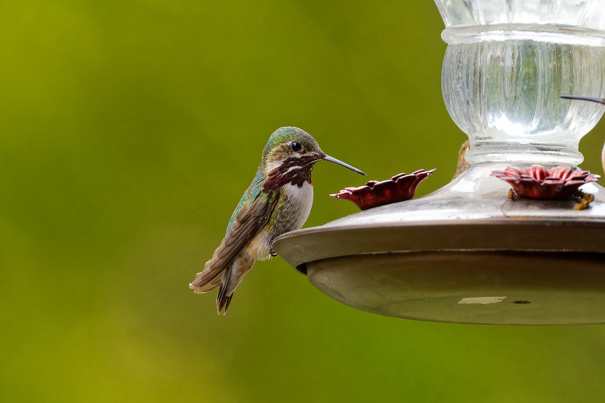 Calliope Hummingbird - Daniel Eslake